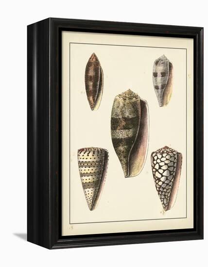 Antique Shells IV-Denis Diderot-Framed Stretched Canvas