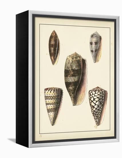 Antique Shells IV-Denis Diderot-Framed Stretched Canvas