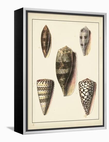 Antique Shells IV-Denis Diderot-Framed Stretched Canvas