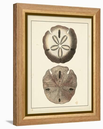 Antique Shells V-Denis Diderot-Framed Stretched Canvas