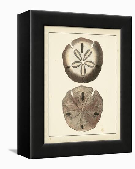 Antique Shells V-Denis Diderot-Framed Stretched Canvas