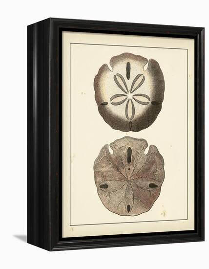 Antique Shells V-Denis Diderot-Framed Stretched Canvas