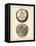 Antique Shells V-Denis Diderot-Framed Stretched Canvas