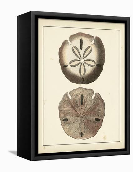 Antique Shells V-Denis Diderot-Framed Stretched Canvas