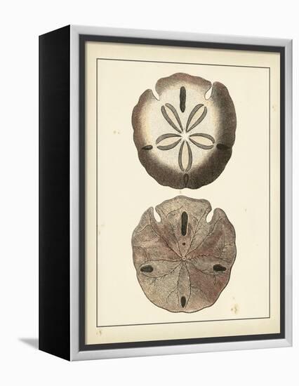 Antique Shells V-Denis Diderot-Framed Stretched Canvas