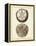 Antique Shells V-Denis Diderot-Framed Stretched Canvas