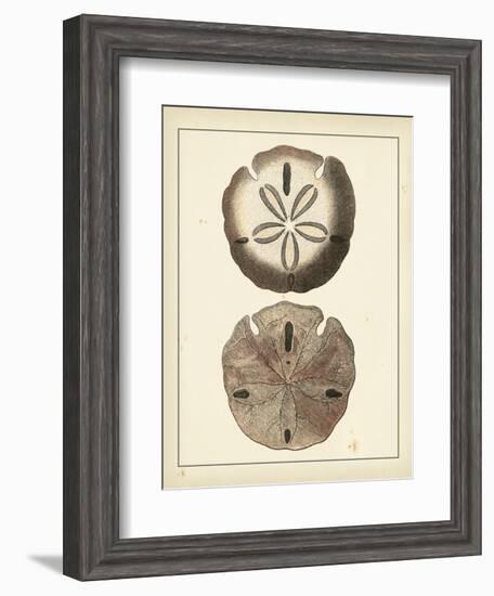 Antique Shells V-Denis Diderot-Framed Art Print