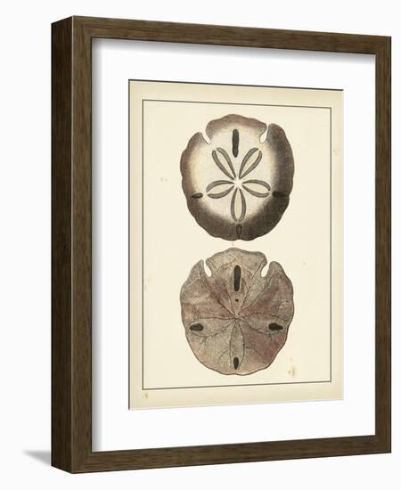 Antique Shells V-Denis Diderot-Framed Art Print