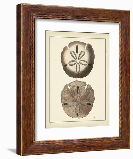 Antique Shells V-Denis Diderot-Framed Art Print