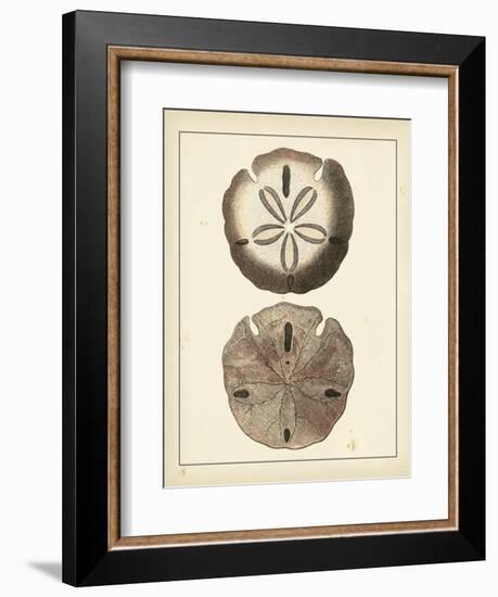 Antique Shells V-Denis Diderot-Framed Art Print