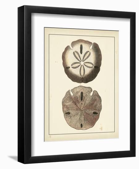 Antique Shells V-Denis Diderot-Framed Art Print