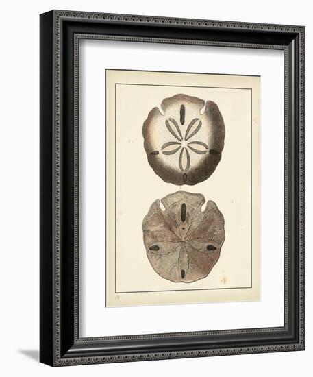 Antique Shells V-Denis Diderot-Framed Art Print