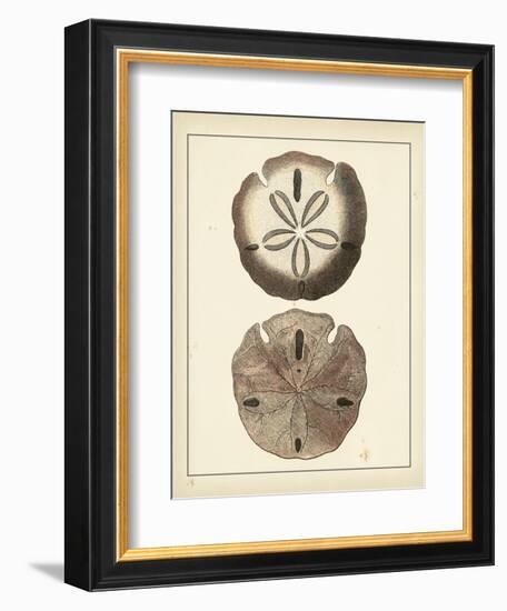 Antique Shells V-Denis Diderot-Framed Art Print