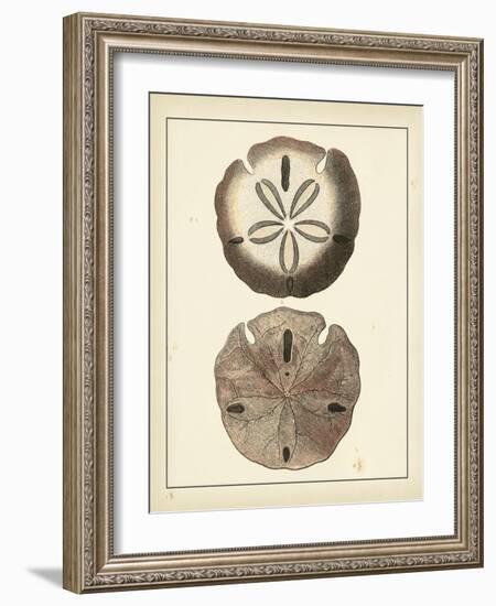 Antique Shells V-Denis Diderot-Framed Art Print