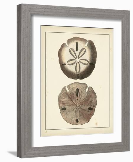 Antique Shells V-Denis Diderot-Framed Art Print