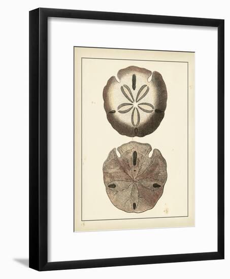 Antique Shells V-Denis Diderot-Framed Art Print