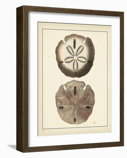 Antique Shells V-Denis Diderot-Framed Art Print