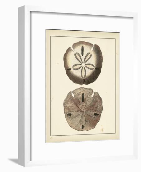 Antique Shells V-Denis Diderot-Framed Art Print