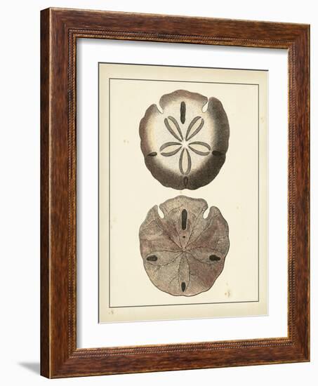 Antique Shells V-Denis Diderot-Framed Art Print