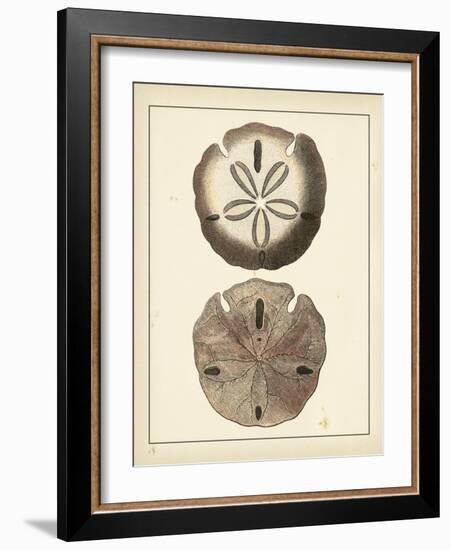 Antique Shells V-Denis Diderot-Framed Art Print