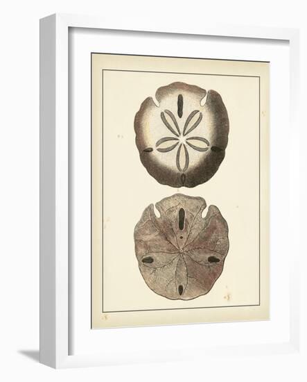 Antique Shells V-Denis Diderot-Framed Art Print