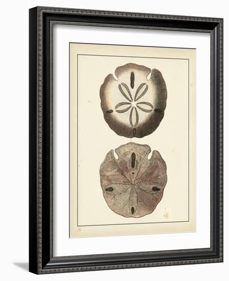 Antique Shells V-Denis Diderot-Framed Art Print