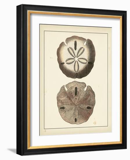 Antique Shells V-Denis Diderot-Framed Art Print