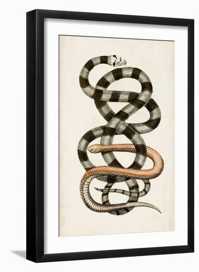 Antique Snakes I-Vision Studio-Framed Art Print
