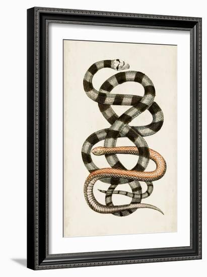 Antique Snakes I-Vision Studio-Framed Art Print