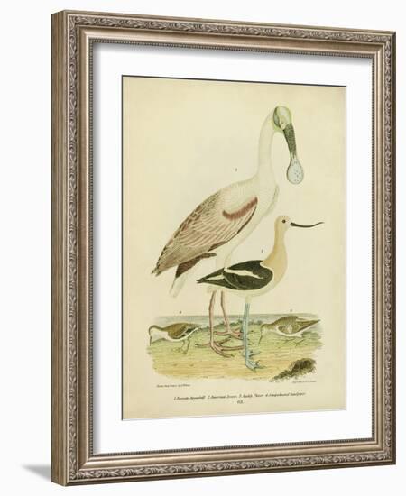 Antique Spoonbill and Sandpipers-Alexander Wilson-Framed Art Print