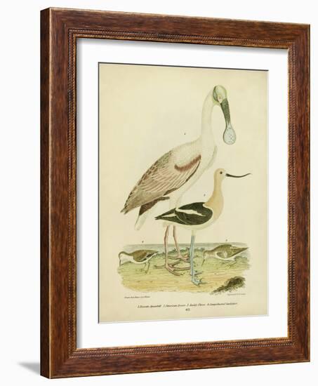 Antique Spoonbill and Sandpipers-Alexander Wilson-Framed Art Print