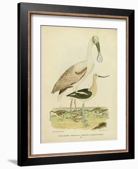 Antique Spoonbill and Sandpipers-Alexander Wilson-Framed Art Print