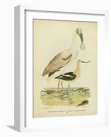 Antique Spoonbill and Sandpipers-Alexander Wilson-Framed Art Print