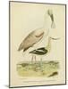 Antique Spoonbill and Sandpipers-Alexander Wilson-Mounted Art Print