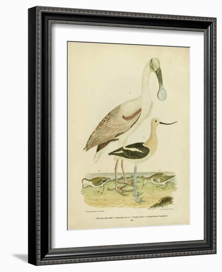 Antique Spoonbill and Sandpipers-Alexander Wilson-Framed Art Print