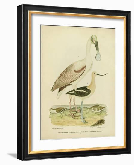 Antique Spoonbill and Sandpipers-Alexander Wilson-Framed Art Print