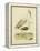 Antique Spoonbill and Sandpipers-Alexander Wilson-Framed Stretched Canvas