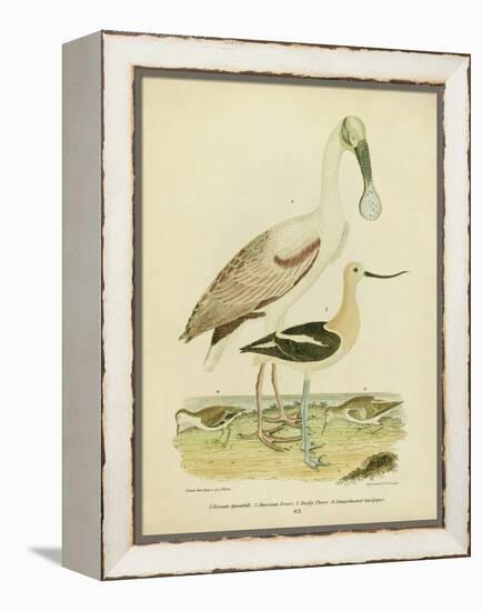 Antique Spoonbill and Sandpipers-Alexander Wilson-Framed Stretched Canvas