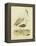 Antique Spoonbill and Sandpipers-Alexander Wilson-Framed Stretched Canvas