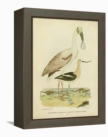 Antique Spoonbill and Sandpipers-Alexander Wilson-Framed Stretched Canvas