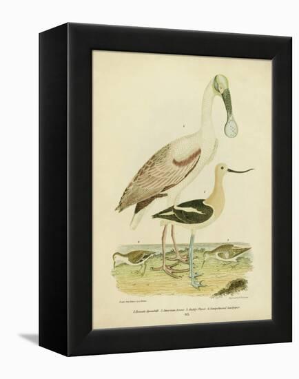 Antique Spoonbill and Sandpipers-Alexander Wilson-Framed Stretched Canvas