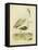 Antique Spoonbill and Sandpipers-Alexander Wilson-Framed Stretched Canvas