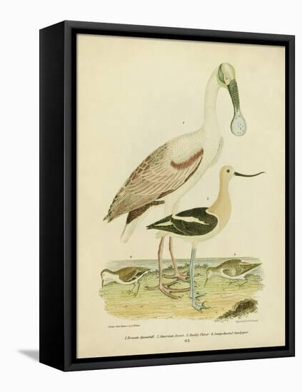 Antique Spoonbill and Sandpipers-Alexander Wilson-Framed Stretched Canvas