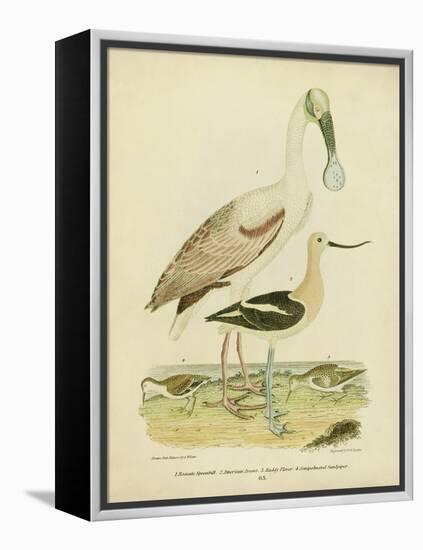 Antique Spoonbill and Sandpipers-Alexander Wilson-Framed Stretched Canvas