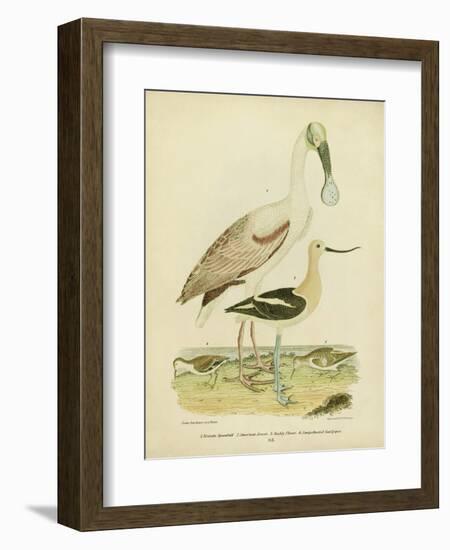 Antique Spoonbill and Sandpipers-Alexander Wilson-Framed Art Print