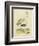 Antique Spoonbill and Sandpipers-Alexander Wilson-Framed Art Print