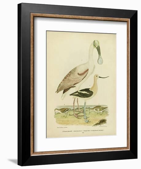 Antique Spoonbill and Sandpipers-Alexander Wilson-Framed Art Print