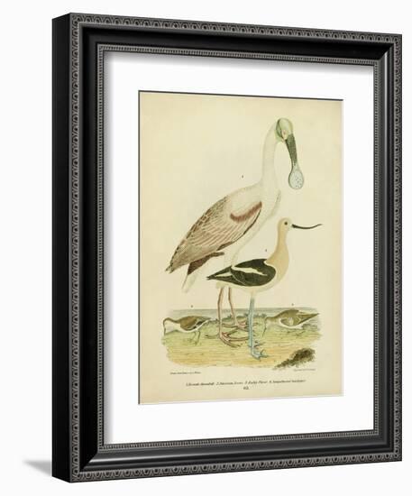 Antique Spoonbill and Sandpipers-Alexander Wilson-Framed Art Print