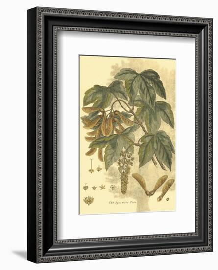 Antique Sycamore Tree-John Miller (Johann Sebastien Mueller)-Framed Art Print