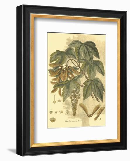 Antique Sycamore Tree-John Miller (Johann Sebastien Mueller)-Framed Art Print